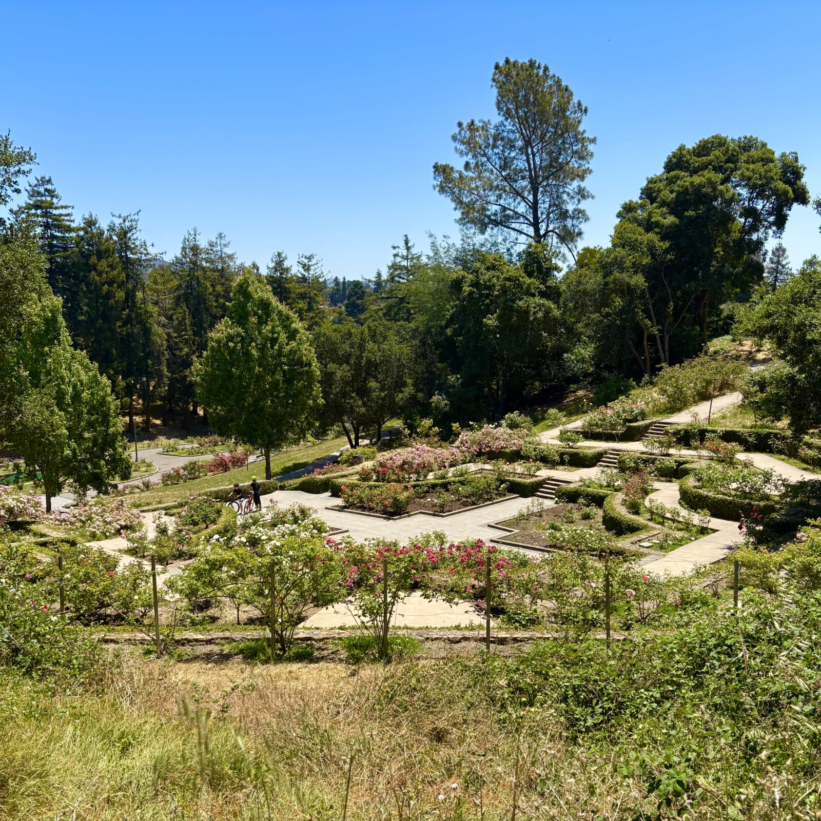 Morcom Rose Garden, Oakland, California 