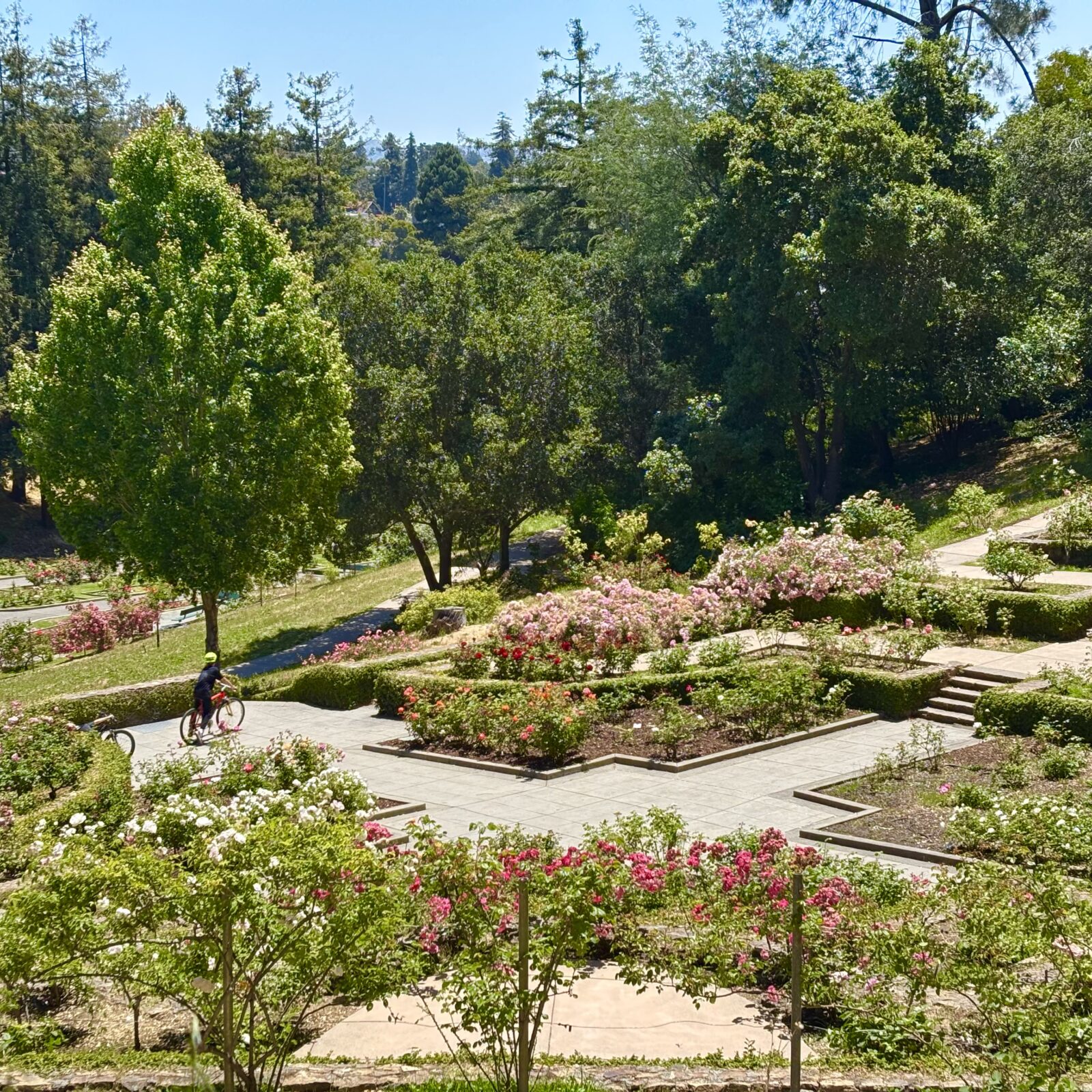 Morcom Rose Garden, Oakland, California 