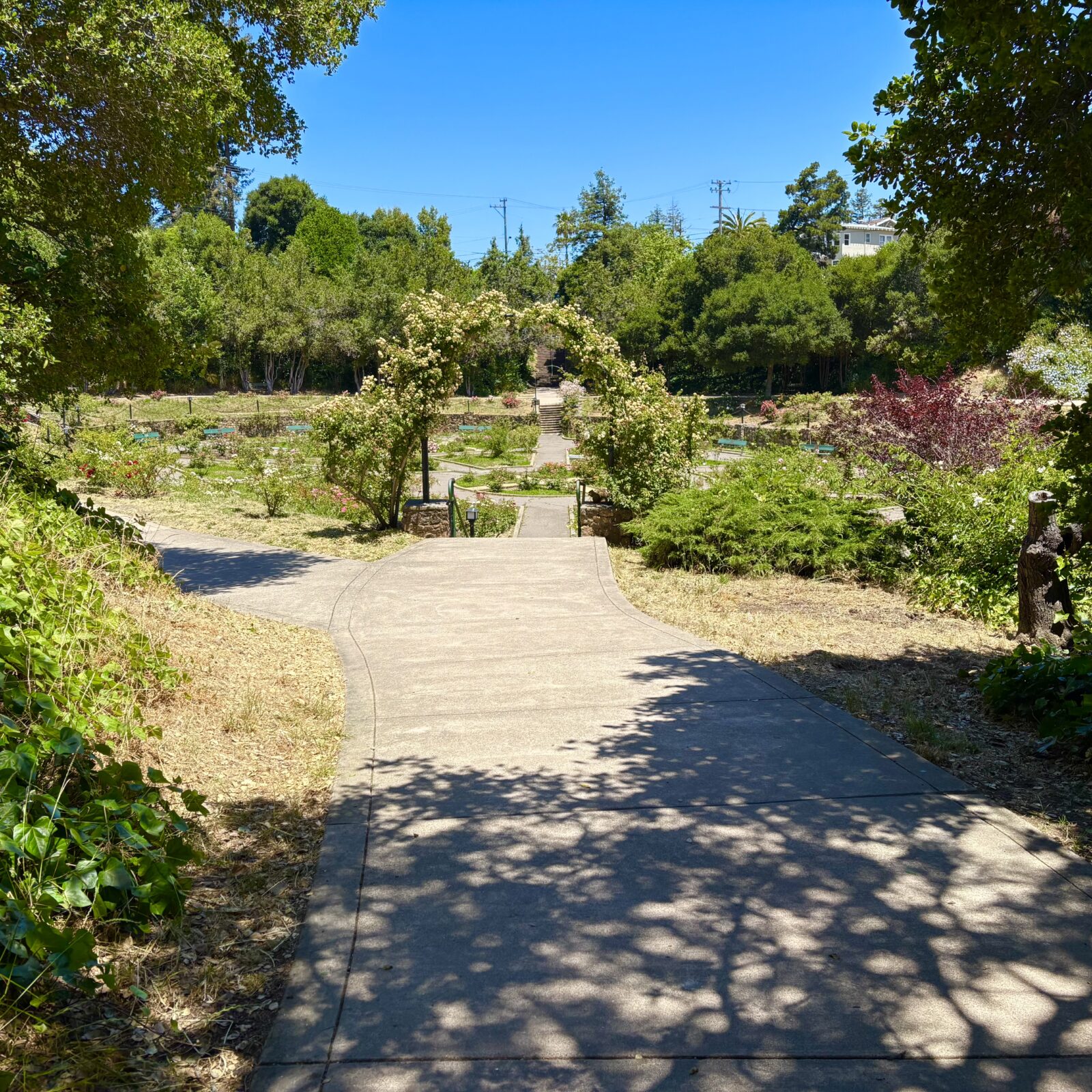 Morcom Rose Garden, Oakland, California 