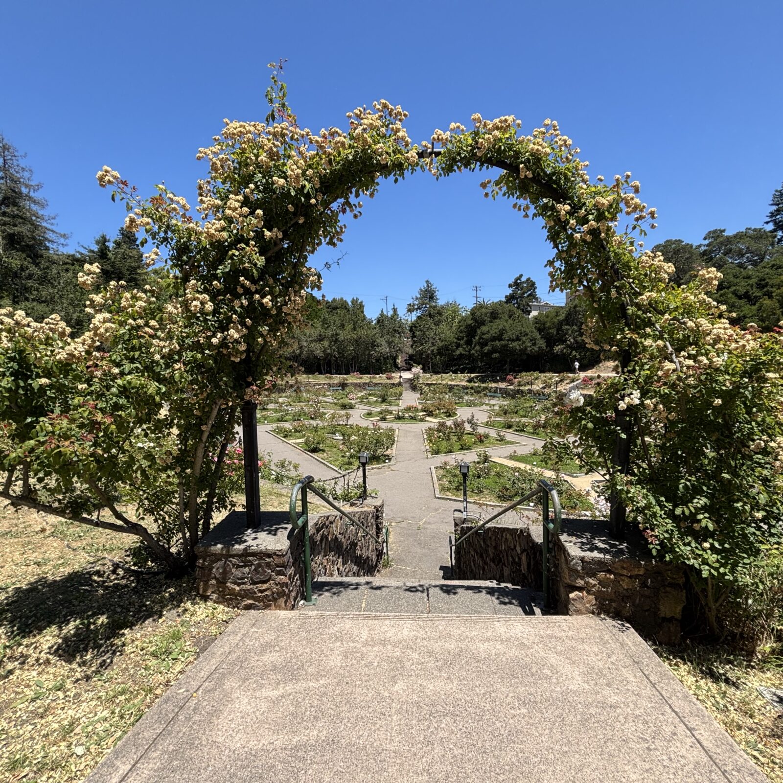 Morcom Rose Garden, Oakland, California 