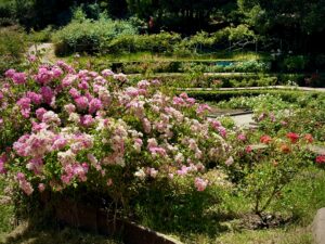 Morcom Rose Garden, Oakland, California 