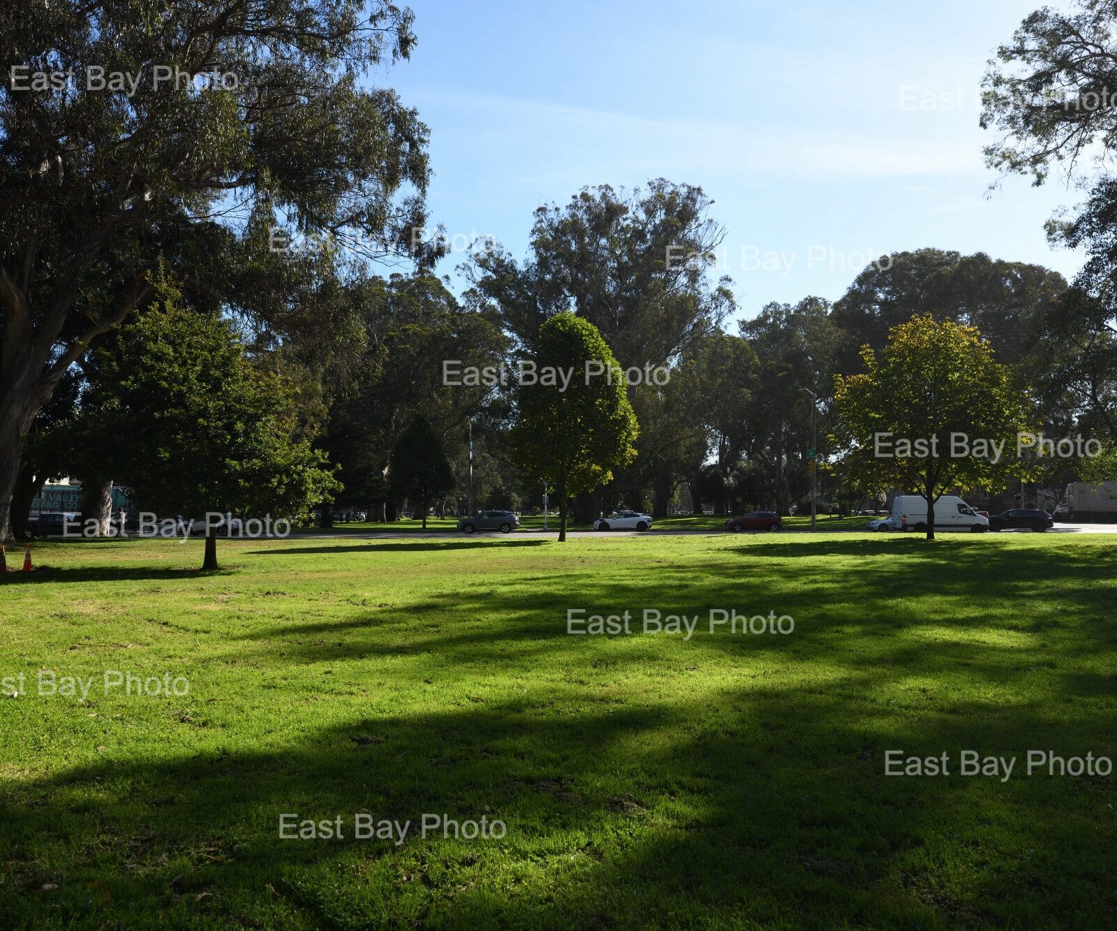 east-bay-photo-location-golen-gate-park0000