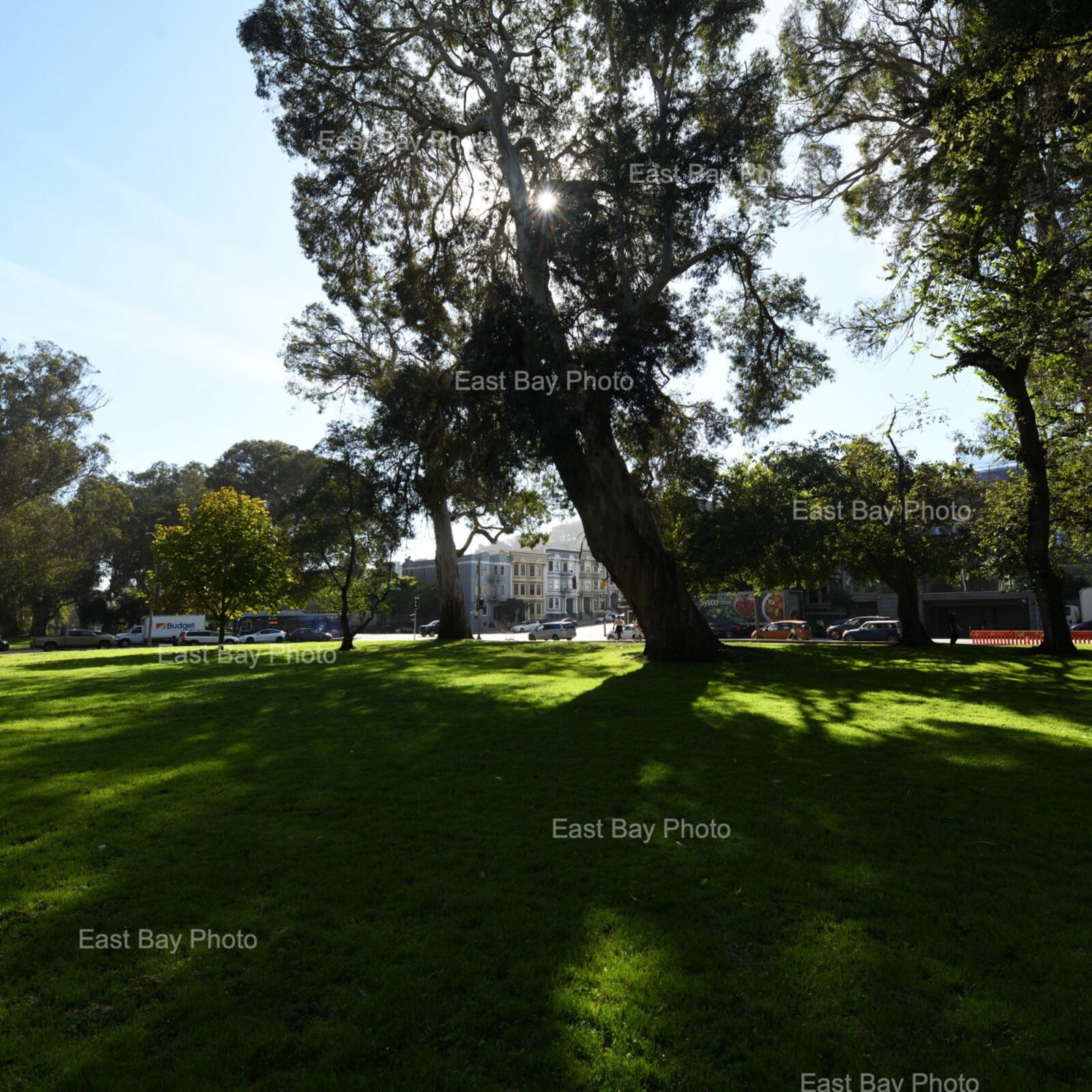 east-bay-photo-location-golen-gate-park0001