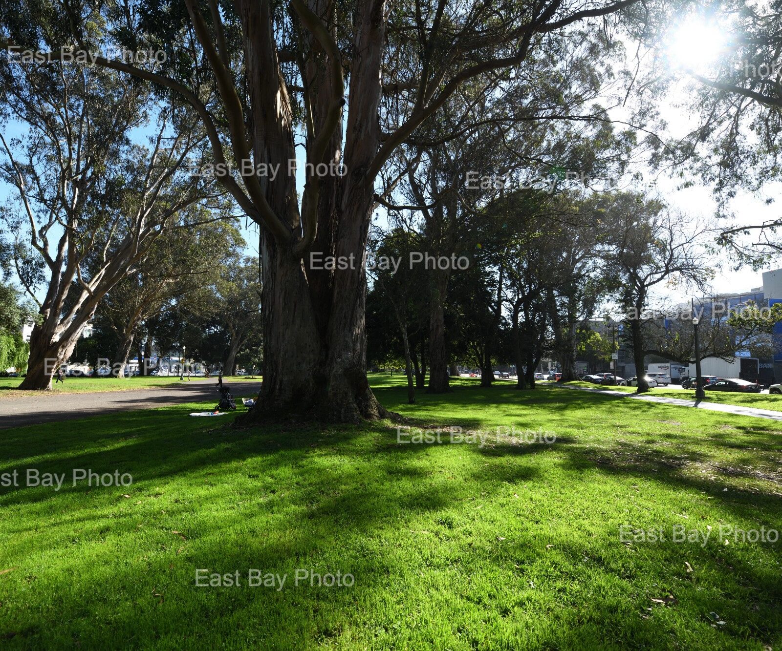 east-bay-photo-location-golen-gate-park0002