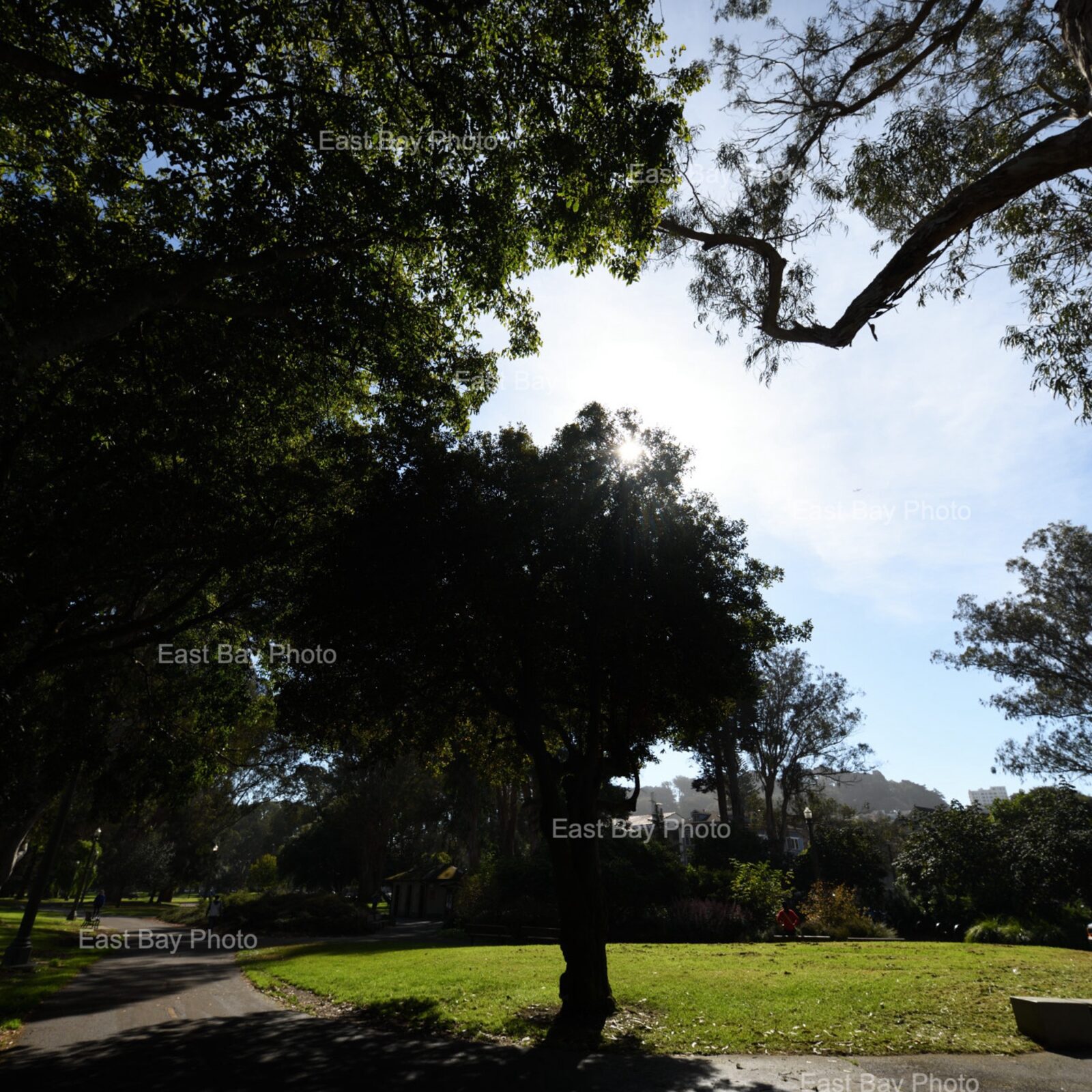 east-bay-photo-location-golen-gate-park0004