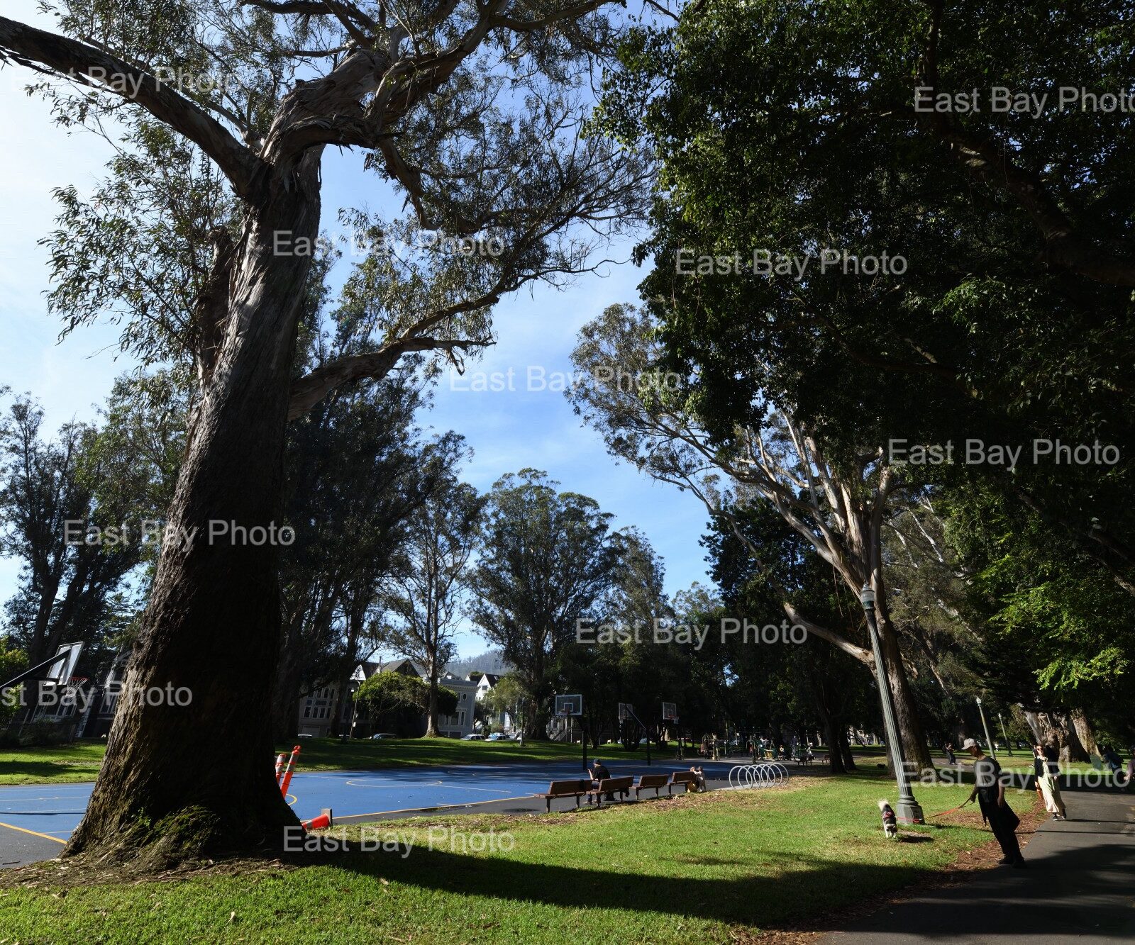 east-bay-photo-location-golen-gate-park0005