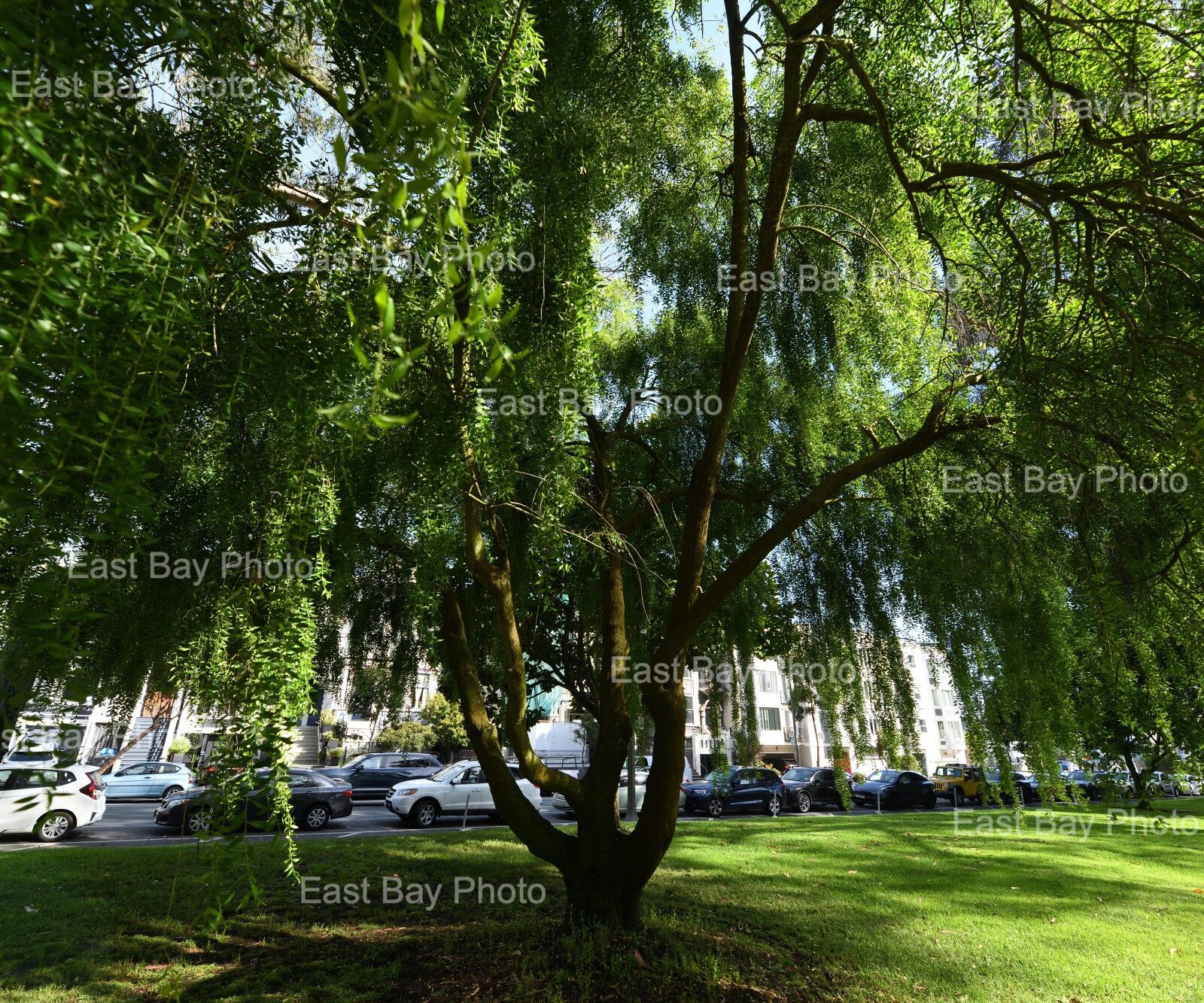 east-bay-photo-location-golen-gate-park0008