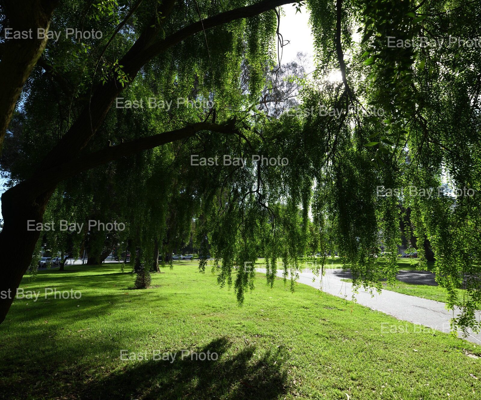 east-bay-photo-location-golen-gate-park0009